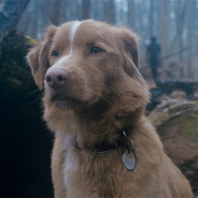‘Good Boy’ Trailer Shows Haunted House From Dog’s Perspective