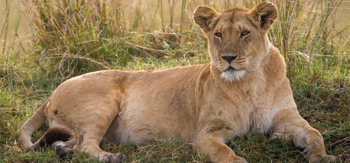 19-Year-Old Man Mauled to Death by Lioness at Zoo in Front of Other Visitors After Scaling 20-Foot Wall into Enclosure 1