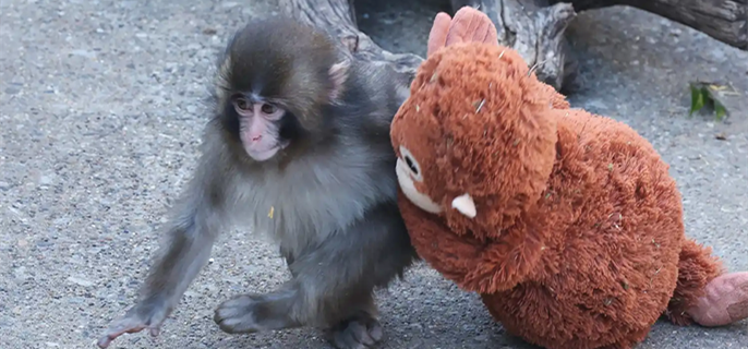 Japanese Zoo Home to Viral Baby Monkey Punch Addresses Concerns Over Macaques' Hair Loss and Living Conditions 1