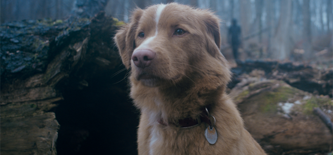 ‘Good Boy’ Trailer Shows Haunted House From Dog’s Perspective 1