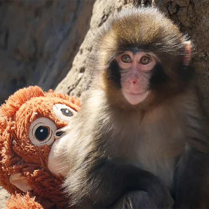 Japanese Zoo Home to Viral Baby Monkey Punch Addresses Concerns Over Macaques' Hair Loss and Living Conditions