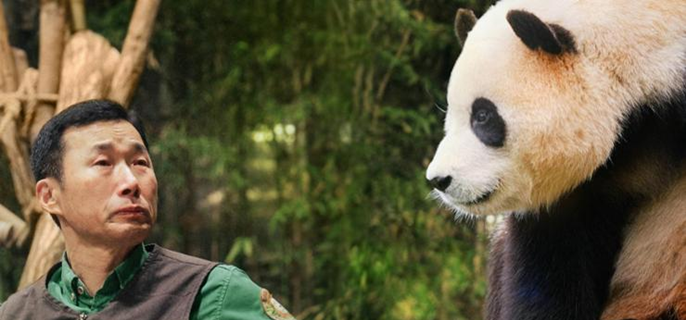 Zookeepers hope Fu Bao documentary comforts the empty-hearted 1