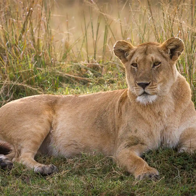 19-Year-Old Man Mauled to Death by Lioness at Zoo in Front of Other Visitors After Scaling 20-Foot Wall into Enclosure