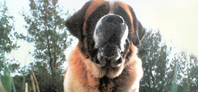 Remake of Stephen King’s ‘Cujo’ in the Works at Netflix 1