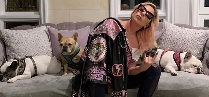 Lady Gaga Introduces New Pup 3 Years After Dognapping Case Involving Her French Bulldogs 1